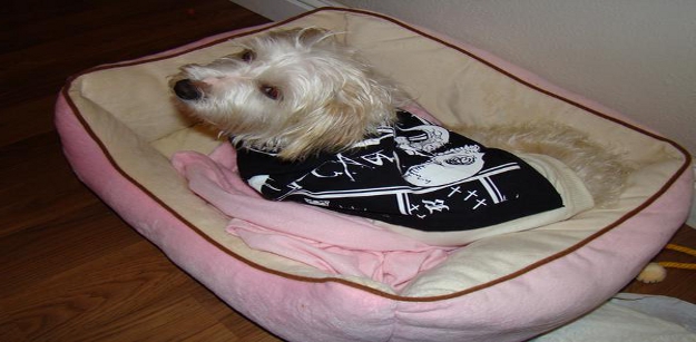 Best Dog Beds