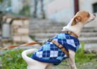 Walking Your Dog- The Benefits of a Harness Over a Collar You Need to Know