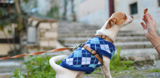 Walking Your Dog- The Benefits of a Harness Over a Collar You Need to Know