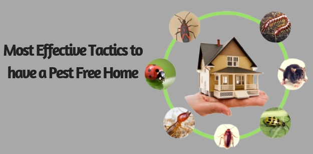 Most Effective Tactics to have a Pest Free Home