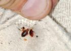 Dont Share Your Bed with Bedbugs - Get Rid of Them Now