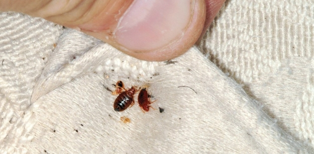 Dont Share Your Bed with Bedbugs - Get Rid of Them Now