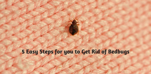5 Easy Steps for you to Get Rid of Bedbugs
