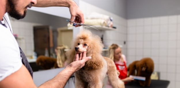 5 Tips on Choosing the Best Pet Grooming Service