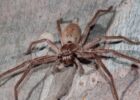How To Recognize The Symptoms Of A Huntsman Spider Bite