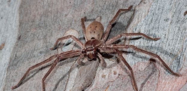 How To Recognize The Symptoms Of A Huntsman Spider Bite