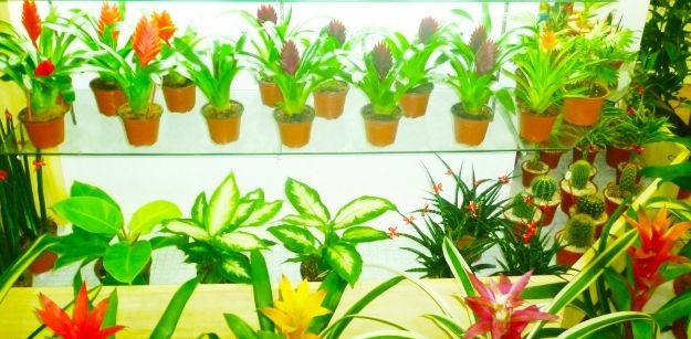 Tips for Choosing the Right Artificial Plants