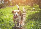 Common Mistakes Made by Dog Owners and How to Avoid Them