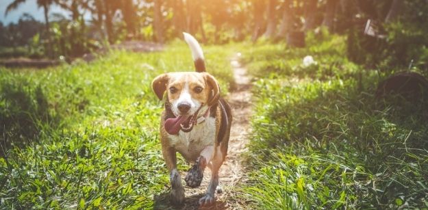 Common Mistakes Made by Dog Owners and How to Avoid Them