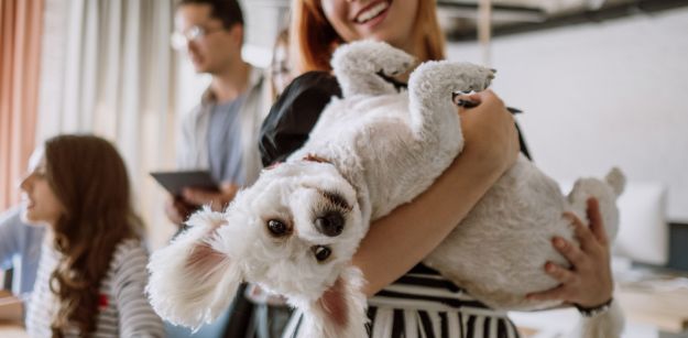 A List of the Best Pet-Friendly Countries Worldwide