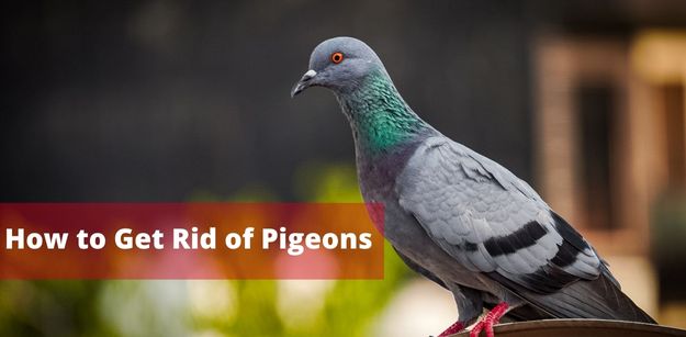 How to Get Rid of Pigeons